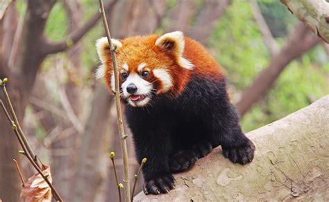 panda roux|Faits sur le panda roux : habitat, menaces,。